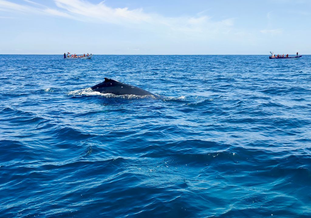 Avistamiento de ballenas en Chile. Hay varios puntos en las costas de Chile en los que es posible avistar ballenas. Crédito: Catalina Contreras.