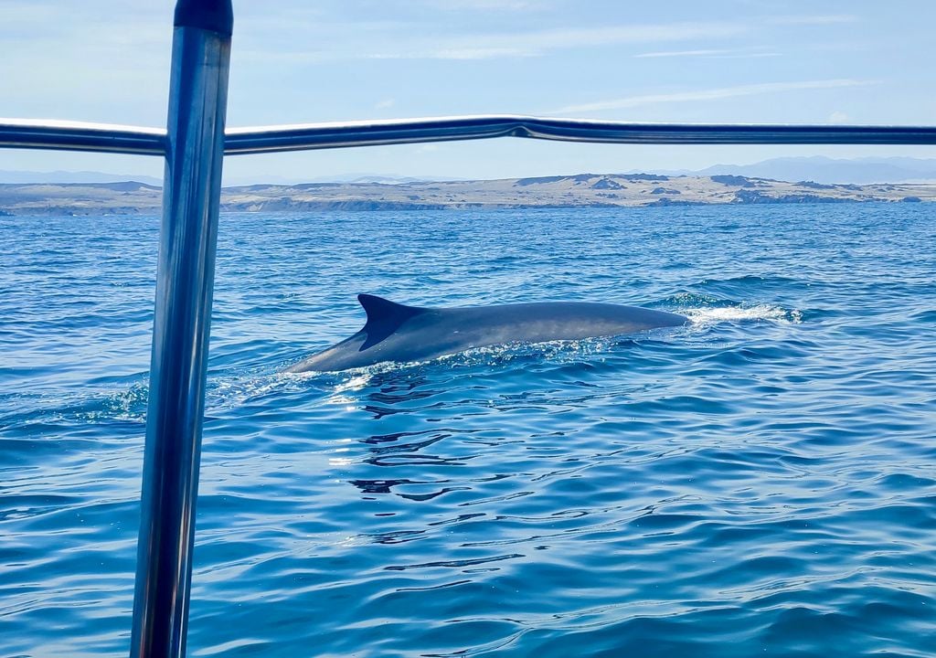 Avistamiento de ballenas en Chañaral de Aceituno.