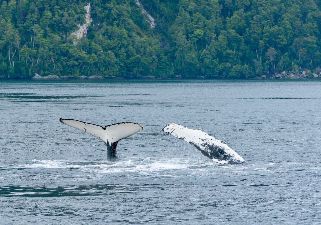 Ballena en el Estrecho de Magallanes, Chile.