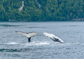 La ruta de las ballenas en Chile: cuándo y dónde ver a estos gigantes del océano
