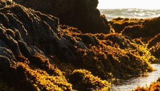 La ruta del luche en Chile: el viaje para recolectar y cocinar el &ldquo;nori&rdquo; chileno directo desde la costa