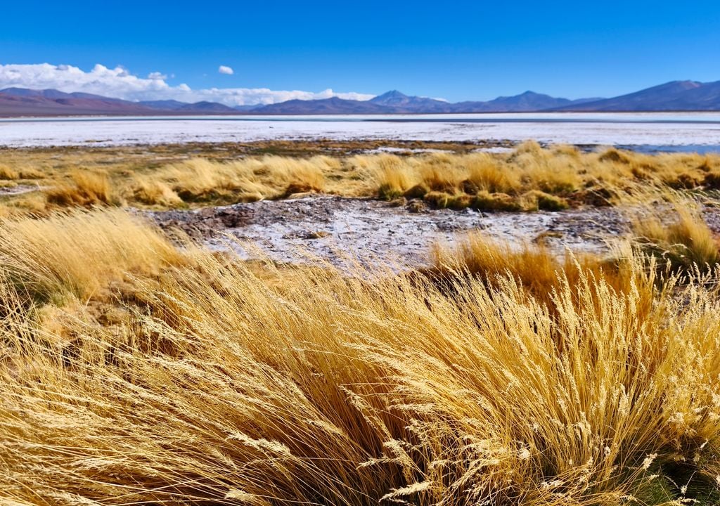 Salar de Maricunga, Región de Atacama. Salar de Maricunga, Región de Atacama.