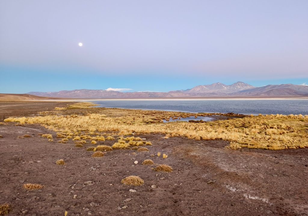 Laguna Santa Rosa, Refugio Maricunga, Chile. Laguna Santa Rosa, Refugio Maricunga, Chile.