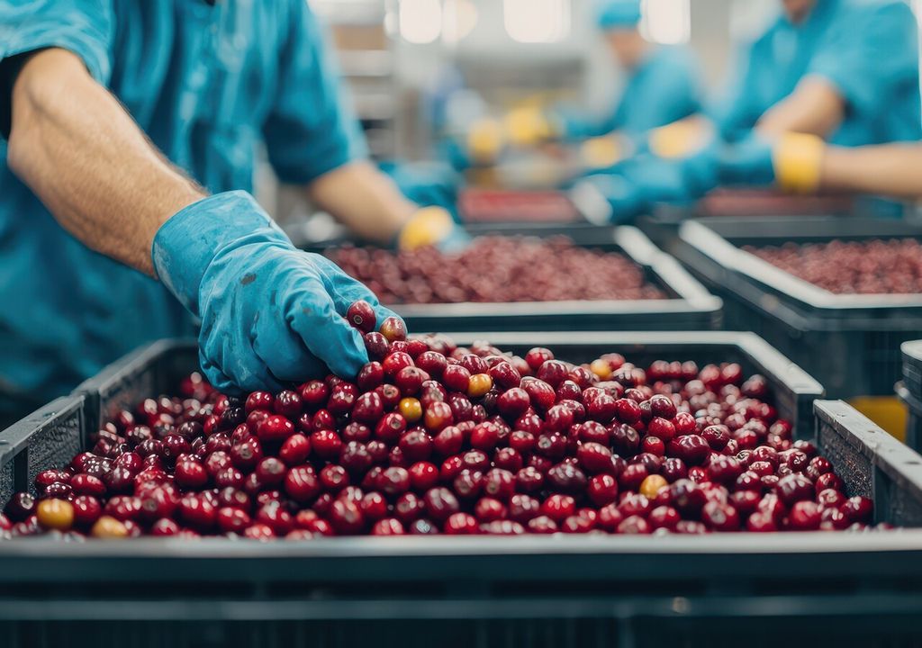 Cerezas para China Cerezas para China