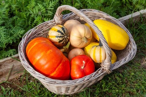 La saison des courges et citrouilles est pour bient&ocirc;t !