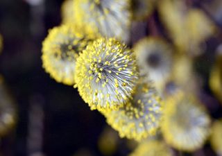 La saison des pollens : plus intense et plus précoce dans le futur !