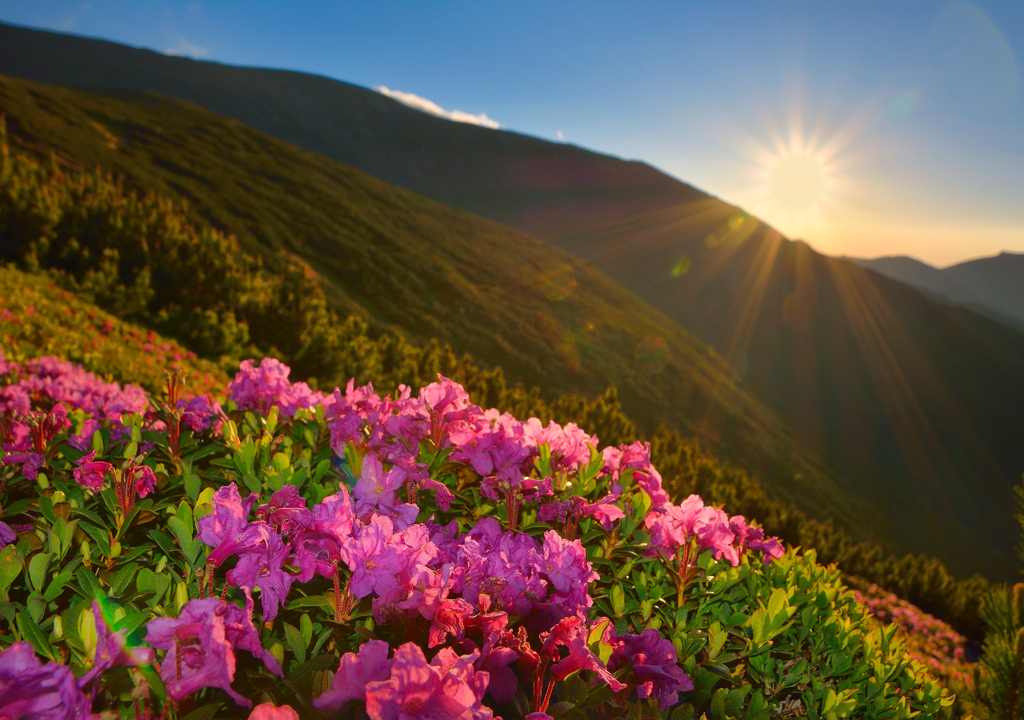 flores y sol.