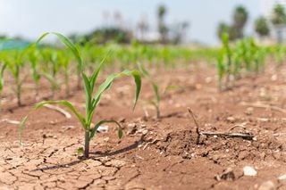 Sequía y calor extremo agravan la crisis en la agricultura. Precios al alza