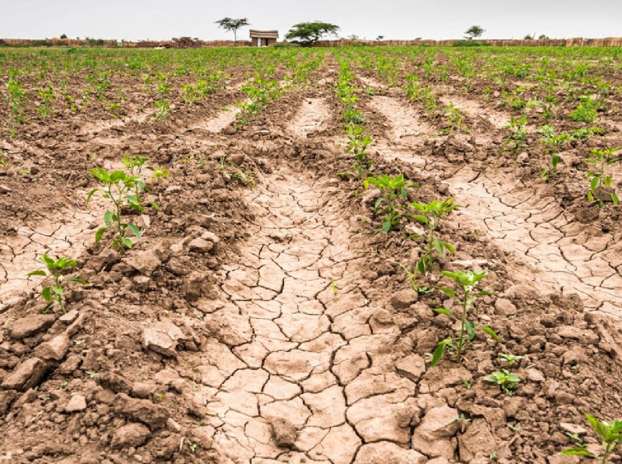 El sector agropecuario es uno de los que resienten con mayor rigor la presencia de la sequía. Cortesía: Plano Informativo.
