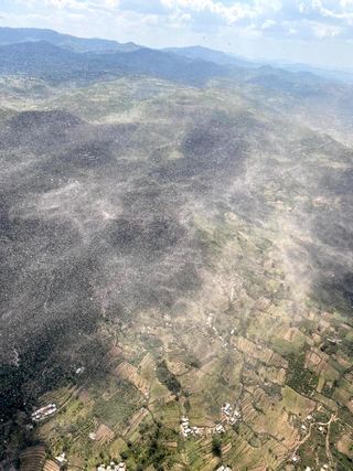 La situación de la langosta del desierto a 19 de octubre de 2020