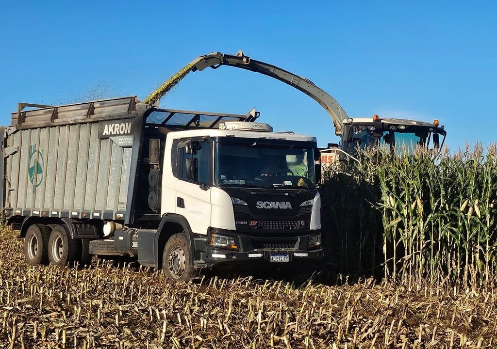 Cosecha de maiz de segunda en un lote de Tandíl, provincia de Buenos Aires. Gentileza: Tomas Gortari, productor agropecuario identificado como @tgortari en la red social X
