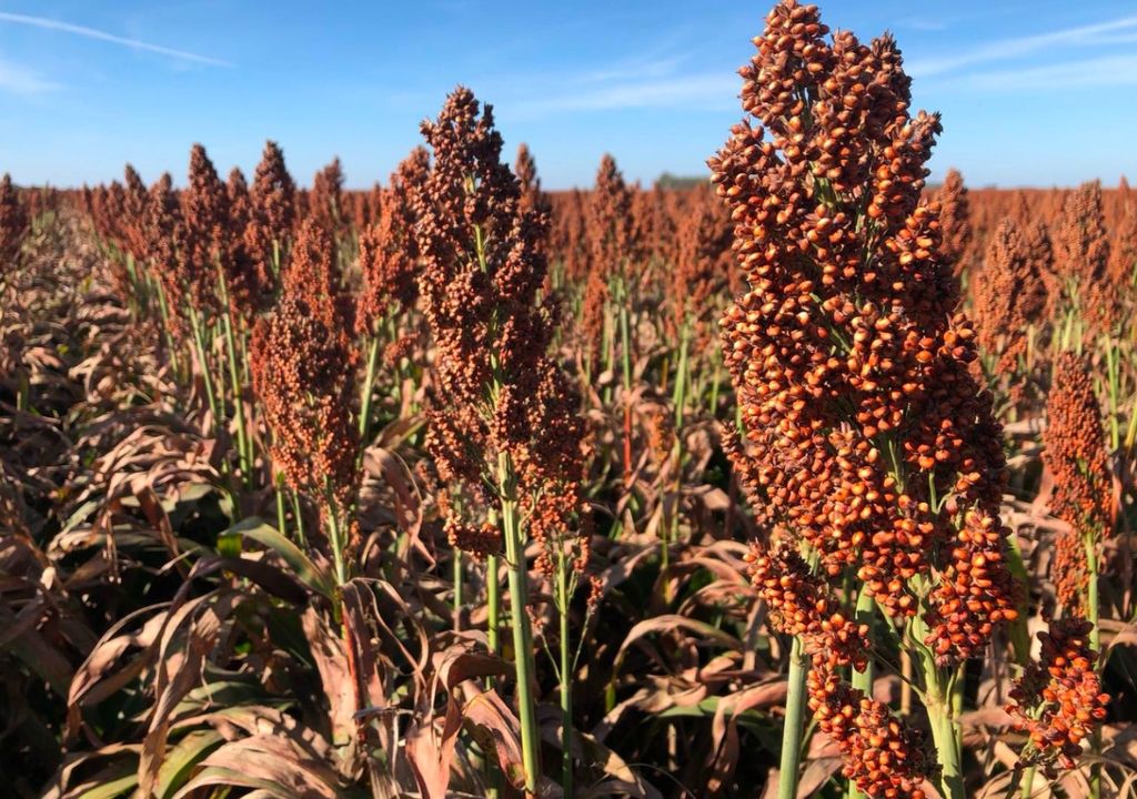 sorgo sorgo