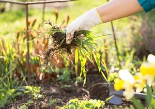 La solución barata, ecológica y sin químicos para eliminar las malas hierbas del jardín