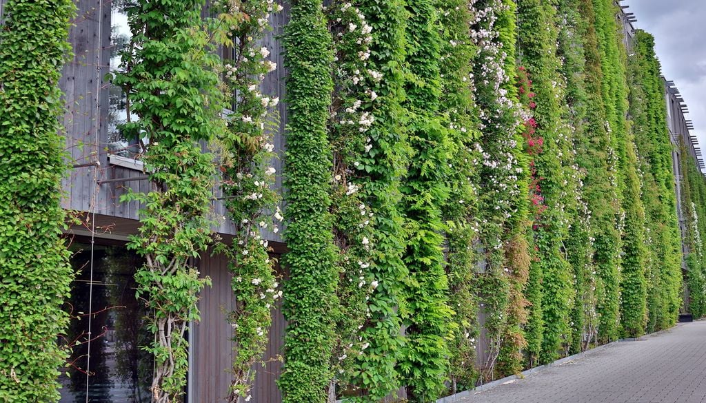 Las plantas trepadoras en las fachas de los edificios se convierten en una solución natural contra el calor.