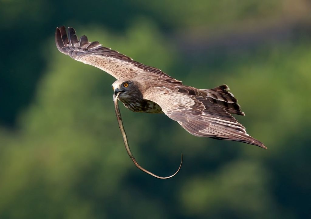 biancone con serpente nel becco