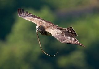 La sorprendente migrazione del biancone, la famosa "aquila dei serpenti"