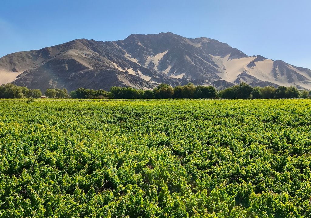 Viña Bramador, Copiapó, Región de Atacama. Viña Bramador, Copiapó, Región de Atacama.