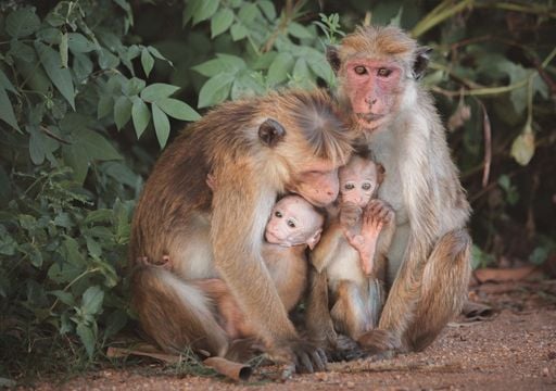 La ricerca medica senza animali &egrave; possibile? Negli USA un istituto di ricerca diventa un santuario per animali