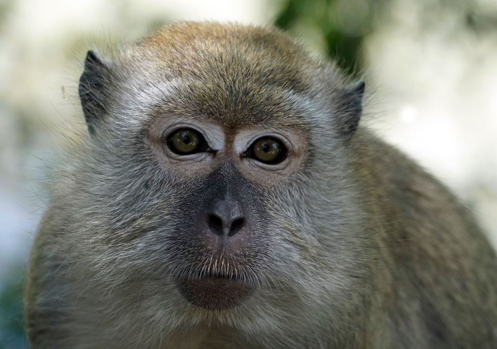 Test animali Il macaco è uno dei primati più noti in campo scientifico perché su di essi sono stati condotti gli esperimenti per identificare il fattore RH del sangue