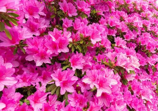 La spettacolare fioritura di azalee e rododendri in primavera: guida alla cura di queste magnifiche piante