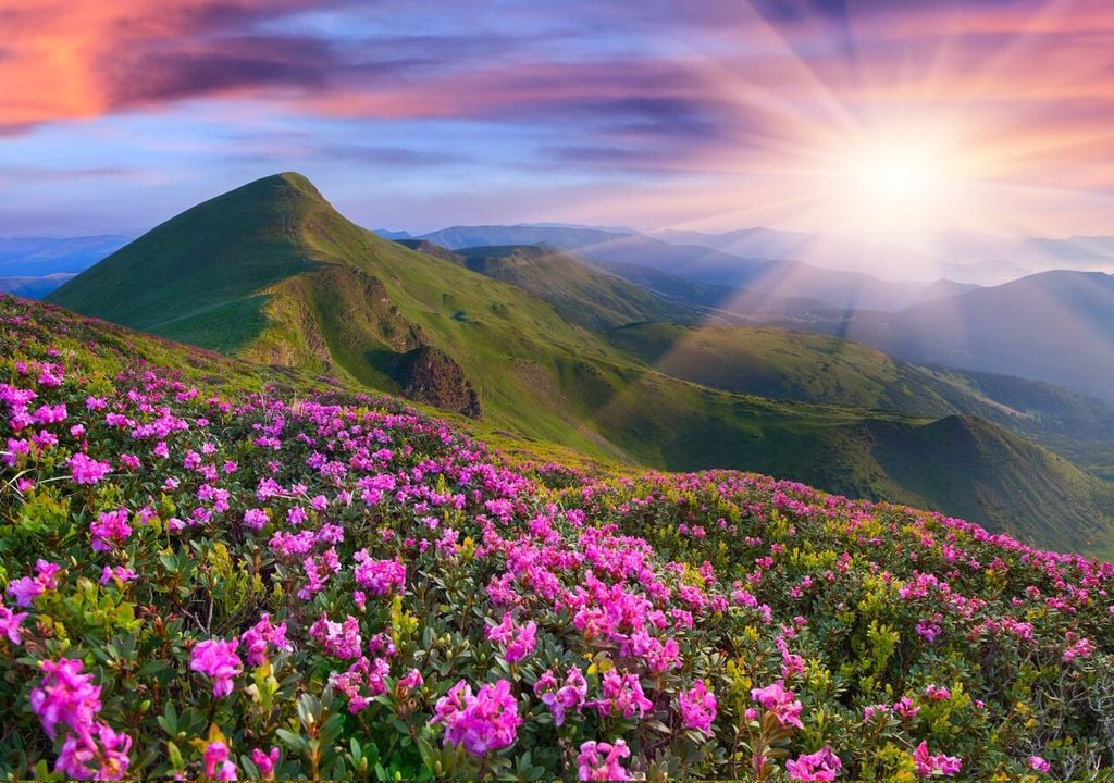 Originari delle regioni montuose dell’Asia, azalee e rododendri si trovano spontanei anche in Europa e Nord America, regalando in primavera fioriture abbondanti e suggestive