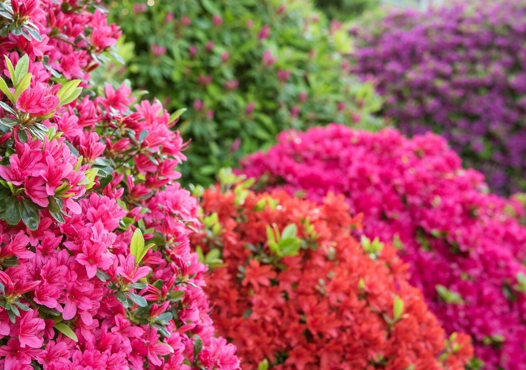 L’utilizzo di terriccio acido è indispensabile per la sopravvivenza della pianta, soprattutto in vaso