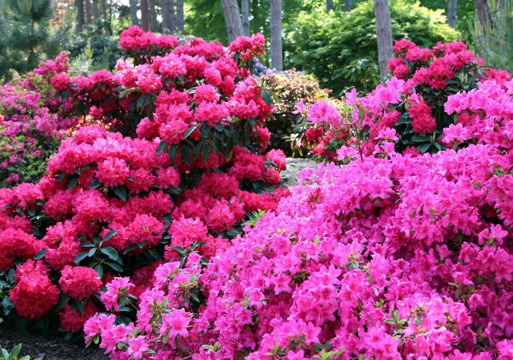 Rododendro in fiore