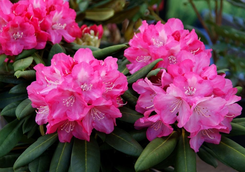 Fiori di rododendro