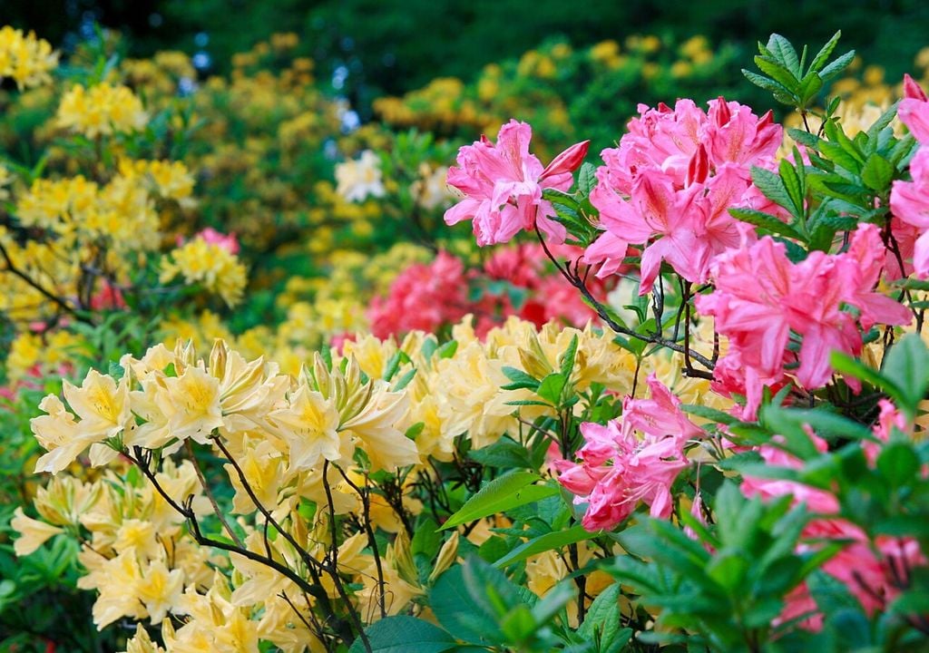 Le colorazioni spaziano dal bianco al rosa, dal rosso al viola, con numerose sfumature intermedie