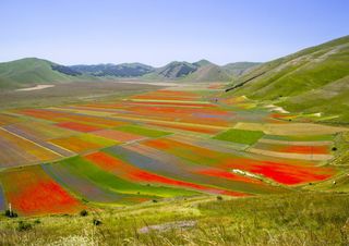 È iniziata la spettacolare fioritura di primavera in uno degli altopiani di montagna più belli d'Italia