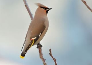 La historia del ampelis europeo, el pájaro que se emborracha comiendo bayas fermentadas