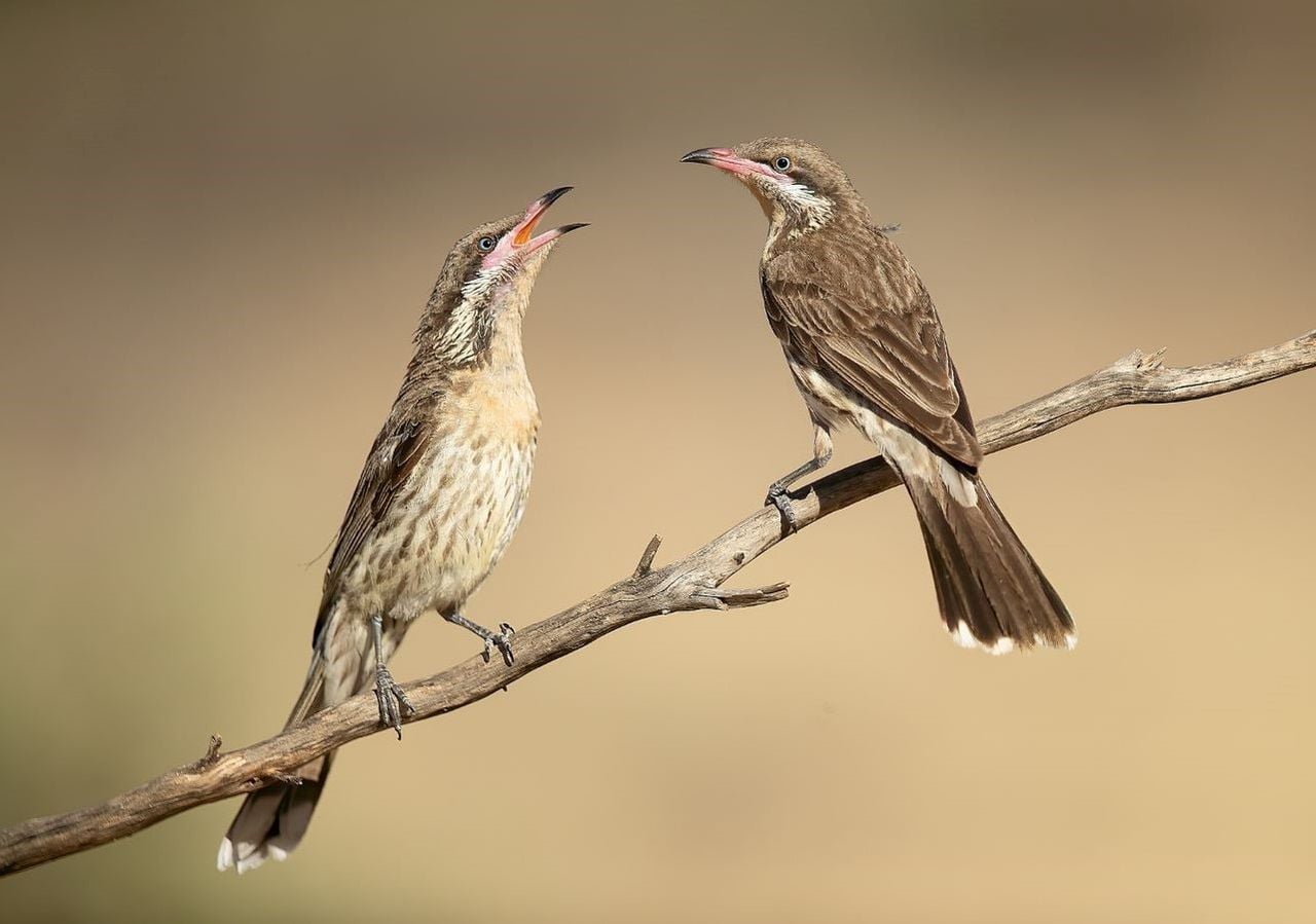 Il succiamiele, nome scientifico Acanthagenys rufolgularis, è un uccello passeriforme australiano in pericolo critico di estinzione. Con il drastico crollo della popolazione gli uccelli hanno perso pure il loro tipico canto.
