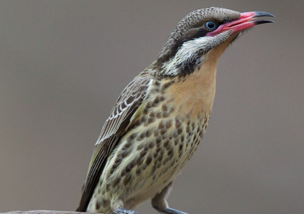 mielero golicanelo mielero golicanelo