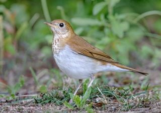 La historia del pájaro que puede predecir la intensidad de los huracanes, según un estudio