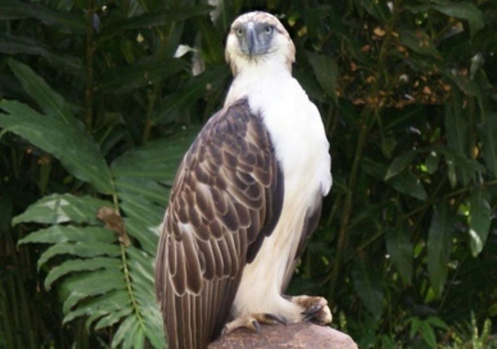 Ce rapace a une envergure d'environ 2 mètres, ce qui le rend plus grand que n'importe quel autre aigle. L'une des principales caractéristiques de cet oiseau est la présence de très longues plumes brunes autour de sa tête. L'une des caractéristiques indiscernables de cet oiseau distinctif.