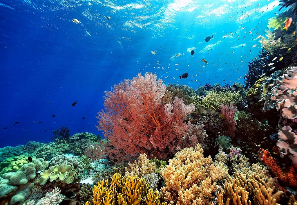 corales en el fondo marino
