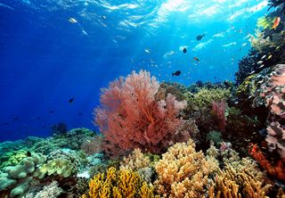 Un estudio revela las estrategias de supervivencia de los corales tropicales ante el cambio climático