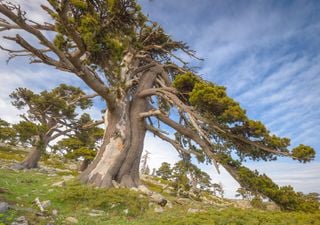 La sua corteccia assomiglia a un'armatura: così questo albero sopravvive ai venti selvaggi del Pollino