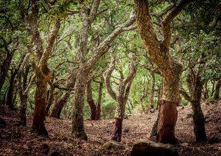 La sua corteccia è un isolante perfetto e si rigenera: il segreto della quercia da sughero