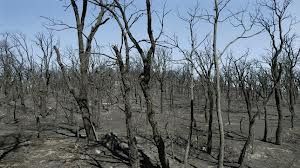 La Superficie Afectada Por Los Incendios Forestales En 2014 Es La Más Baja De Los últimos Diez Años 