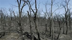 La superficie afectada por los incendios forestales en 2014 es la más baja de los últimos diez años 