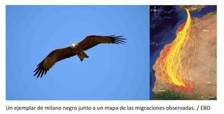 La supervivencia migratoria de las aves depende de su capacidad para adaptarse a las condiciones adversas
