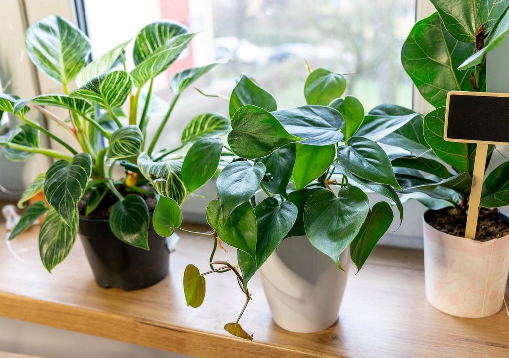 Los sustratos muy compactos dificultan la capilaridad, mientras que los sustratos aireados favorecen una distribución homogénea del agua.