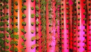 La tecnologia che consente di coltivare in aria e che potrebbe cambiare il futuro dell'alimentazione