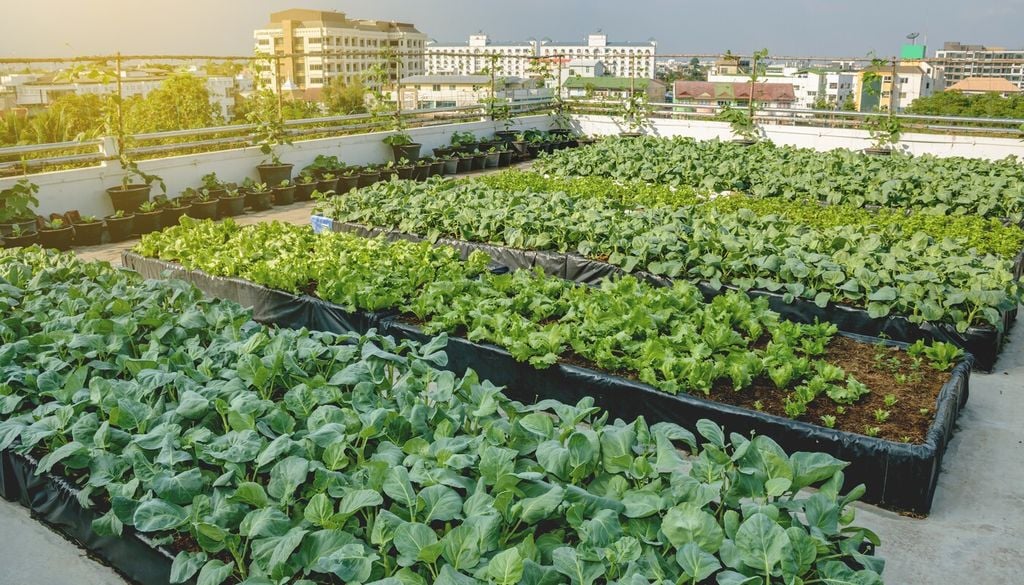 Le coltivazioni fuori suolo includono sistemi con diversi livelli di complessità: accanto a impianti tecnologici avanzati, esistono soluzioni più semplici ma comunque efficienti, come gli orti urbani realizzati sui tetti