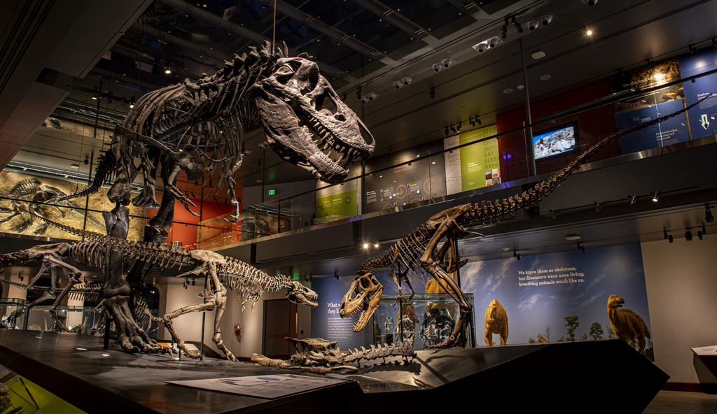 Imagen de un Tyrannosaurio rex, junto a otros de menor tamaño. Imagen de Alison Hewitt