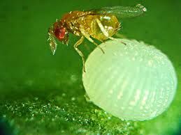 La temperatura influye en el género de los insectos