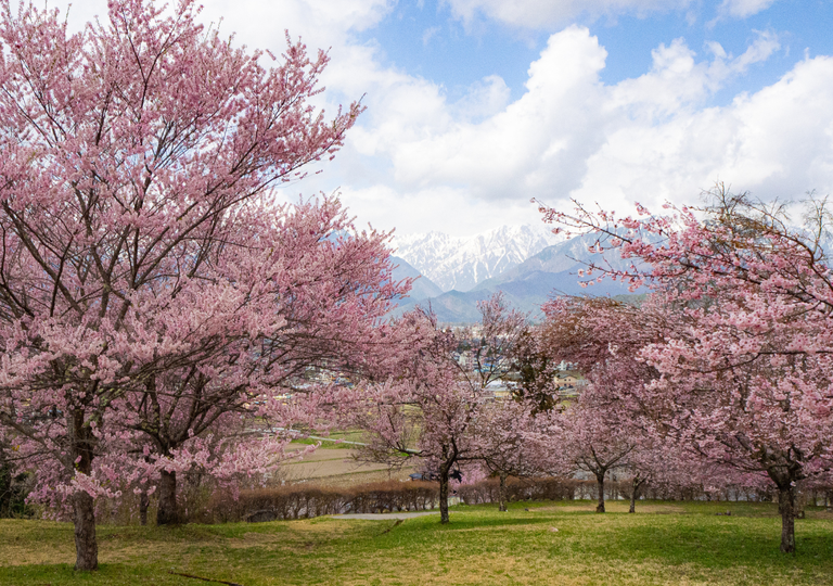 La temporada de sakura en Jap&oacute;n 2026: cu&aacute;ndo florecer&aacute;n los cerezos en Tokio, Kyoto y otras ciudades