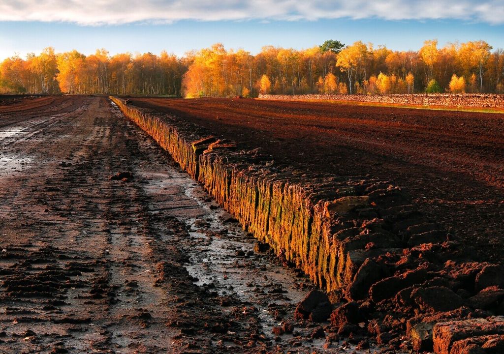 musgo turba musgo turba