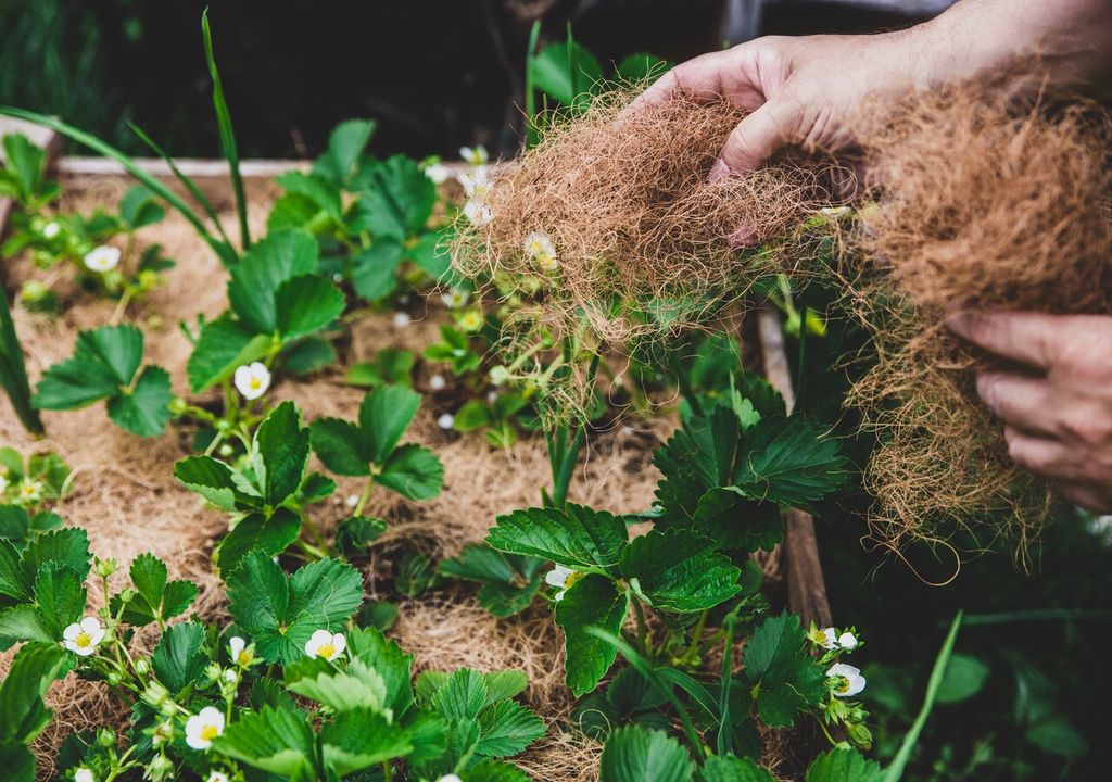 fibra de coco fibra de coco